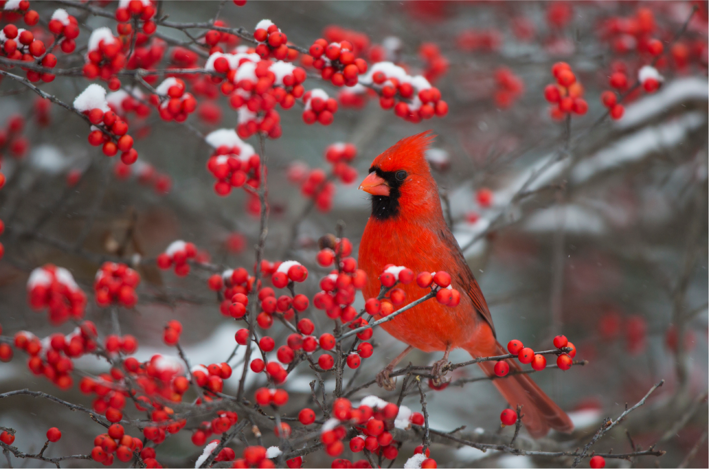 A cardinal rests among winterberry branches.